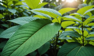 kratom leaves safety concerns