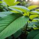 kratom leaves safety concerns