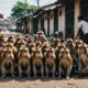 monkeys invade bekasi area