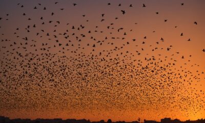 sparrows flocking to israel