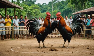 cockfighting in thailand legality