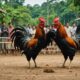 cockfighting in thailand legality