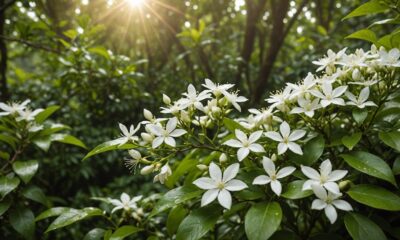 healing properties of jasmine