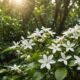 healing properties of jasmine